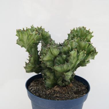 Euphorbia lactea cristata